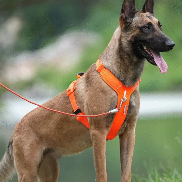 Harnais pour Chien – Léger, Résistant et Réfléchissant – Image 3