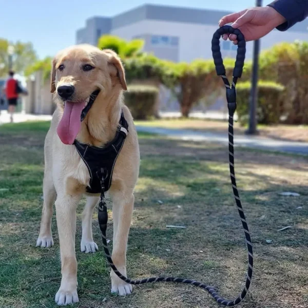 Laisse Longue pour Chien 15m – Image 3