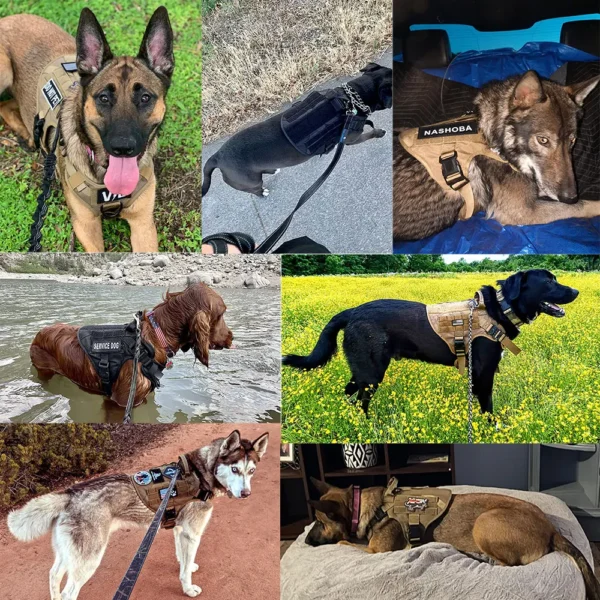 Harnais Technique Ultra-Léger (120g) pour Chien – Image 5