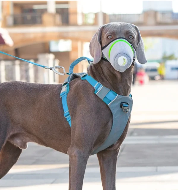 Masque de Protection Respiratoire pour Chien – Image 21